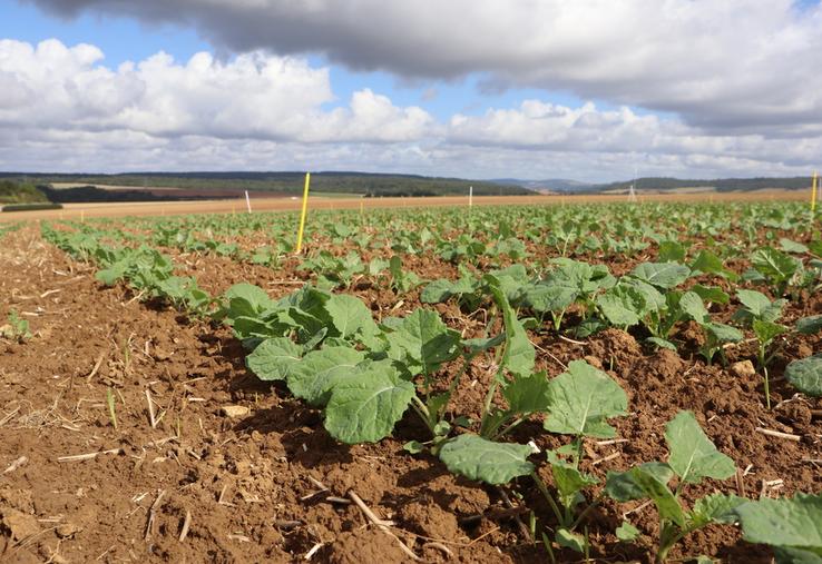 Limiter l’impact des ravageurs d’automne du colza passe en premier lieu par l’installation d’un colza robuste.
