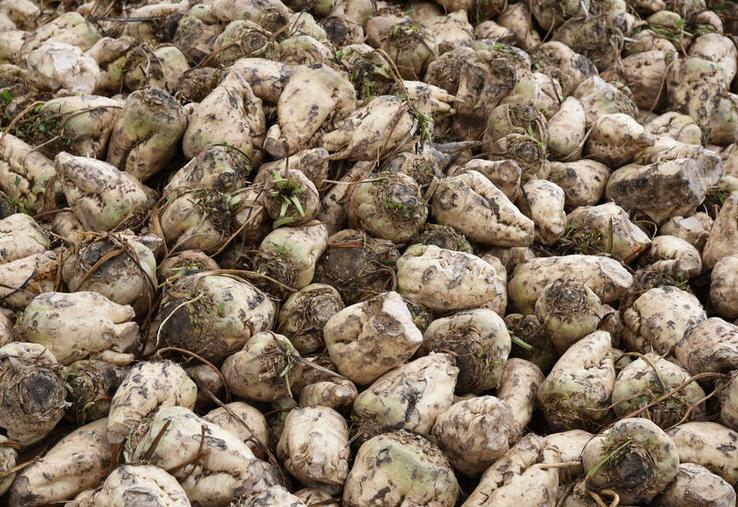 Les premiers arrachages de betteraves confirment des rendements globalement corrects, malgré des disparités liées aux conditions locales et à la jaunisse.