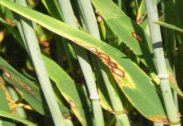 La rhynchosporiose sur orge d'hiver est une maladie très nuisible mais facile à reconnaître.