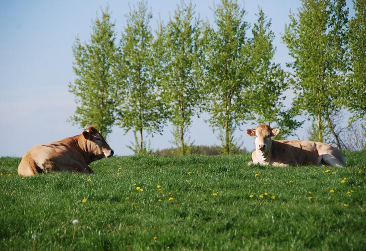 La DNC n’affecte que les bovins, les zébus et les buffles.