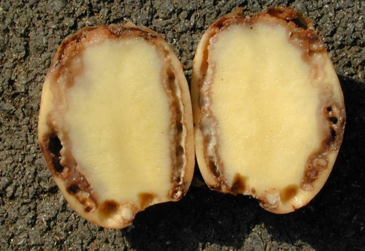 La bactérie peut s’observer par le flétrissement du feuillage, un noircissement des tubercules, ou être présente sans aucun symptôme visuel.