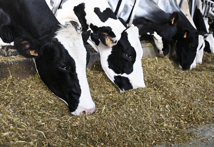 À Châteaubleau (Seine-et-Marne), l'élevage des Grands jardins est en AOP Brie de Meaux et de Melun. L'autonomie alimentaire occupe une grande place dans le cahier des charges. 
