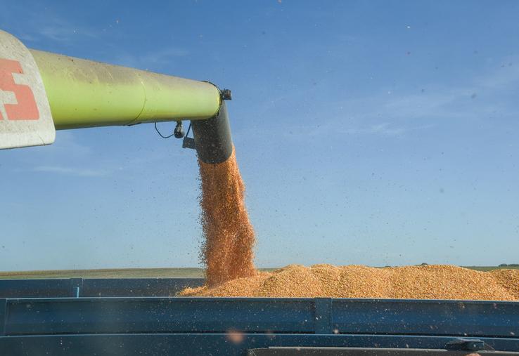 Quantité et qualité sont au rendez-vous de la récolte maïs de la Scael qui établit un record au terme de cette campagne.