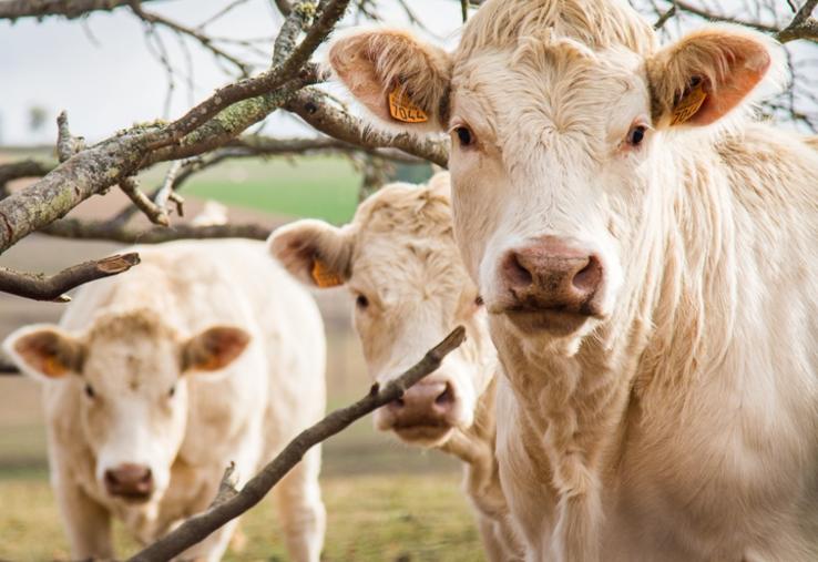 La réunion régionale de la FNB aura lieu mardi 9 décembre à Sancoins (Cher).