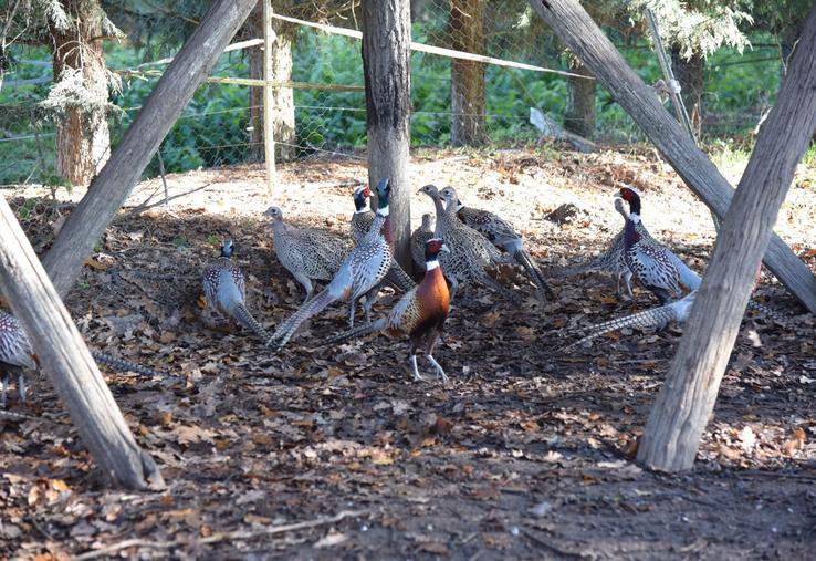Élevage de faisans.