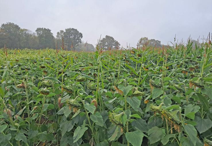 Disposant d’une bonne résistance au stress hydrique et thermique, le tournesol, en association avec du maïs ou du sorgho, s’avère une solution satisfaisante, d’autant que certaines variétés, spécifiques aux Cive, s’affichent à un prix très abordable.