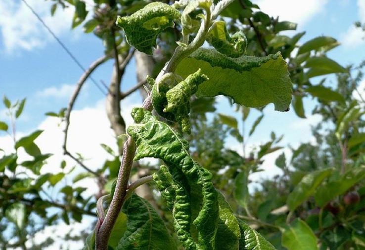 L’utilisation de sucre pour détourner les fourmis du puceron cendré en les empêchant de se nourrir du miellat, s’avère très efficace. Avec 1 231 distributeurs par hectare, la réduction de la population de pucerons atteint 97 %. ©B.Petit Inrae
