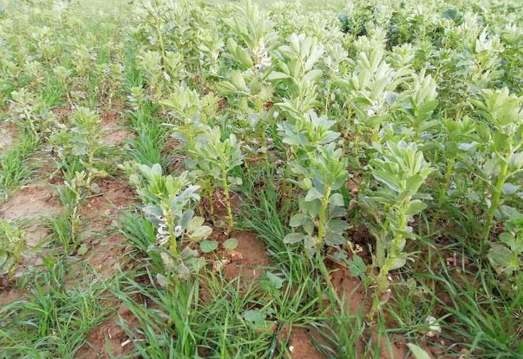 L'association de cultures, ici blé et féverole, peut avoir un effet positif, en particulier pour lutter contre les bioagresseurs, selon les données de l'étude Assoprotect.