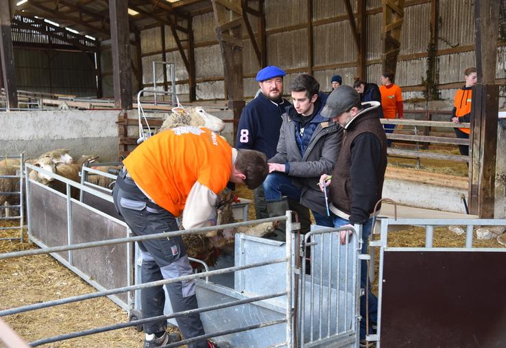 Chailly-en-Brie (Seine-et-Marne), jeudi 22 janvier. Épreuve de parage sous l'œil d'éleveurs.