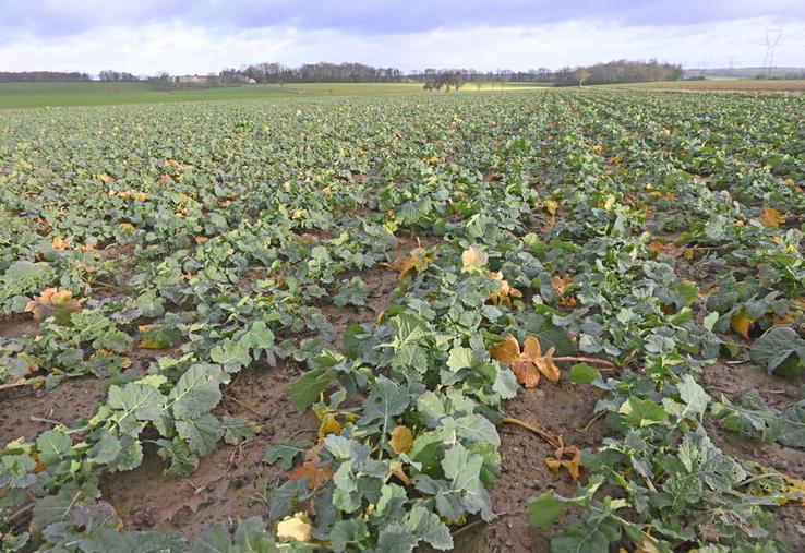 Bien évaluer la biomasse du colza est nécessaire pour adapter la fertilisation azotée.