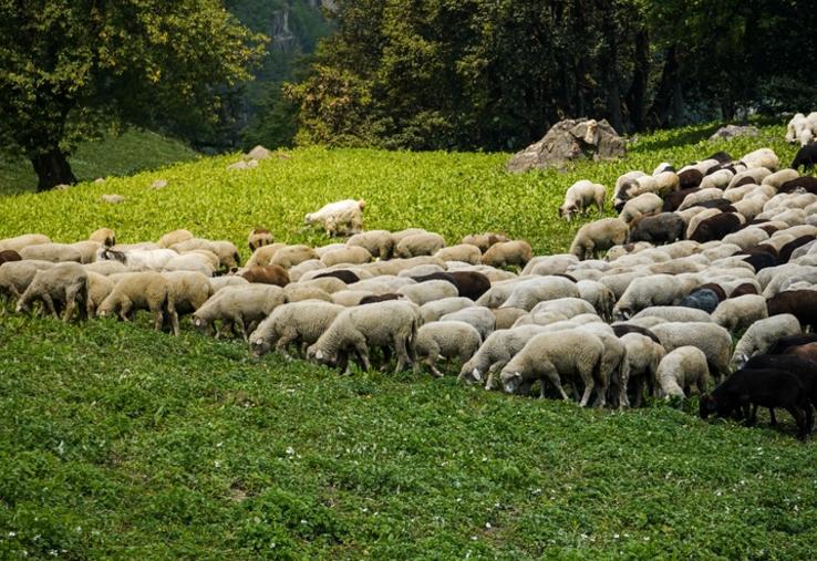 Menace pour la filière ovine en France. 
