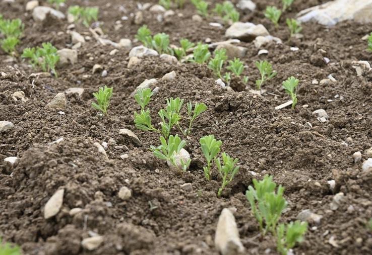 Une parcelle de lentille au stade levée. 
