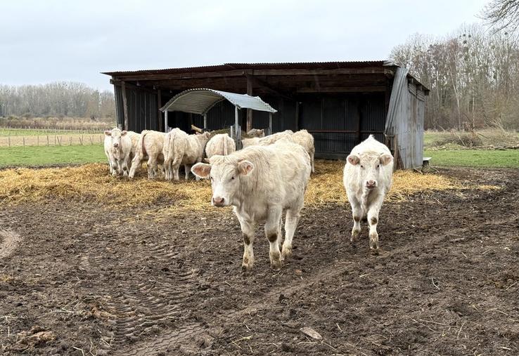 Face à la DNC, les organisations agricoles du réseau FNSEA-JA appellent l'état des mesures rapides et précises. 