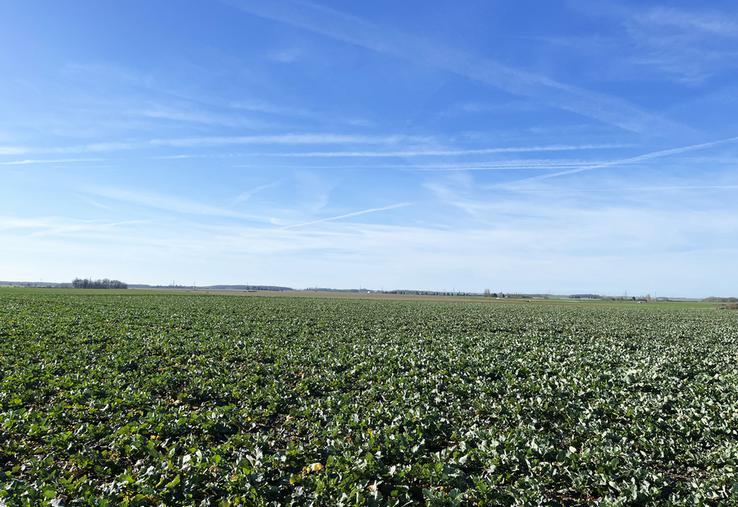 Saint-Just-en-Brie, Seine-et-Marne, dimanche 8 février. Le colza présente une belle biomasse sortie hiver. 