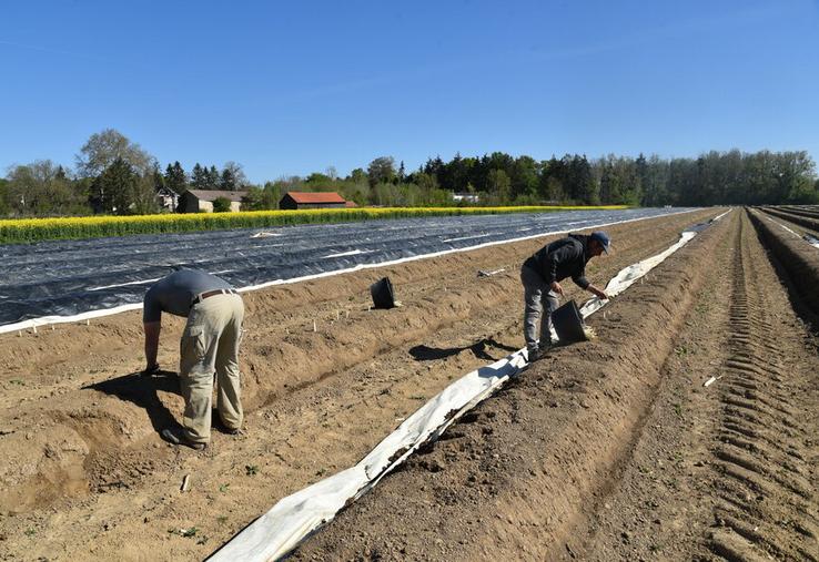 Le dispositif Mes saisonniers agricoles est ouvert aux adhérents de la FDSEA 77.