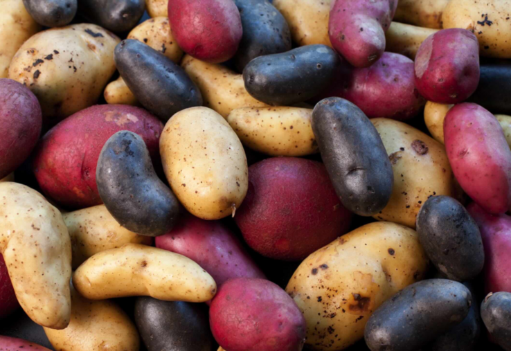 Nouvelles variétés, transformabilité, innovation génomique…, la création variétale doit aussi jongler avec les exigences industrielles et les attentes des consommateurs.