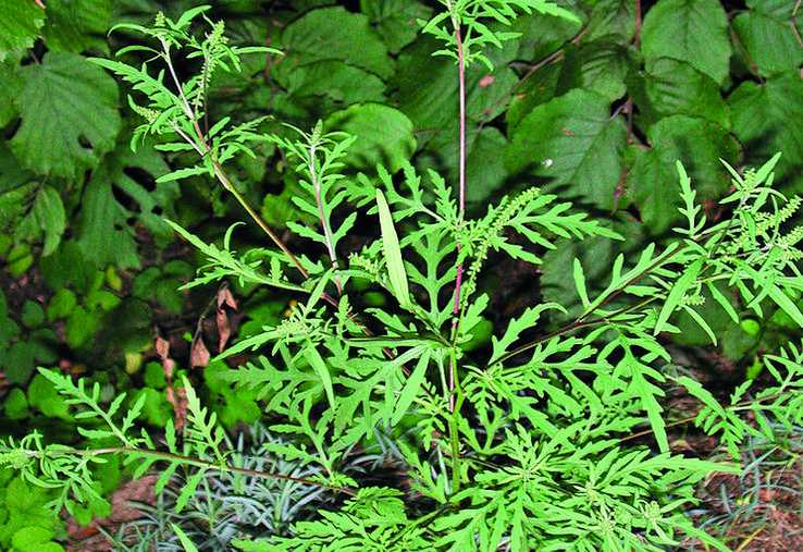 Ambroisie à feuilles d'armoise.