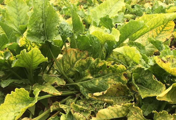 Des mesures prophylactiques permettent de limiter la circulation du virus de la jaunisse.