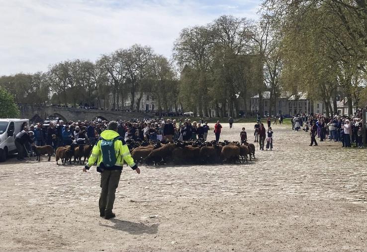 Samedi 4 avril, à Beaugency. Plusieurs centaines de personnes se sont rassemblées sur les bords de Loire pour assister à la traversée des brebis, confirmant l’engouement autour de cet événement printanier.