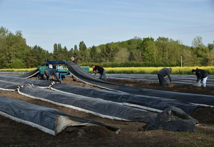 La récolte des asperges se fait entièrement à la main, avec l’appui d’une machine qui soulève la bâche et limite le port des caisses. 