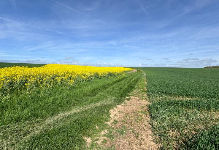 En cette mi-avril, ici dans le Thymerais, les colzas et les céréales d'automne font plutôt bonne figure. Mais un peu d'eau serait bienvenue…