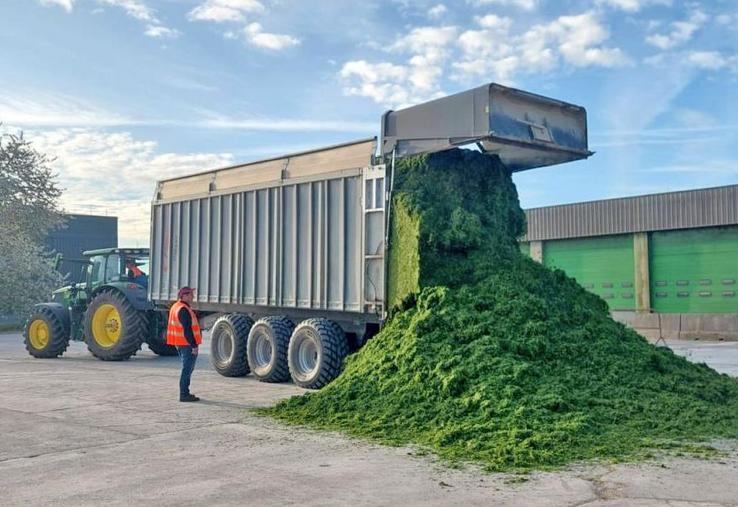 De la biomasse aux aliments pour chevaux, porcs et chèvres, la luzerne déshydratée entre dans une nouvelle ère d’innovation.