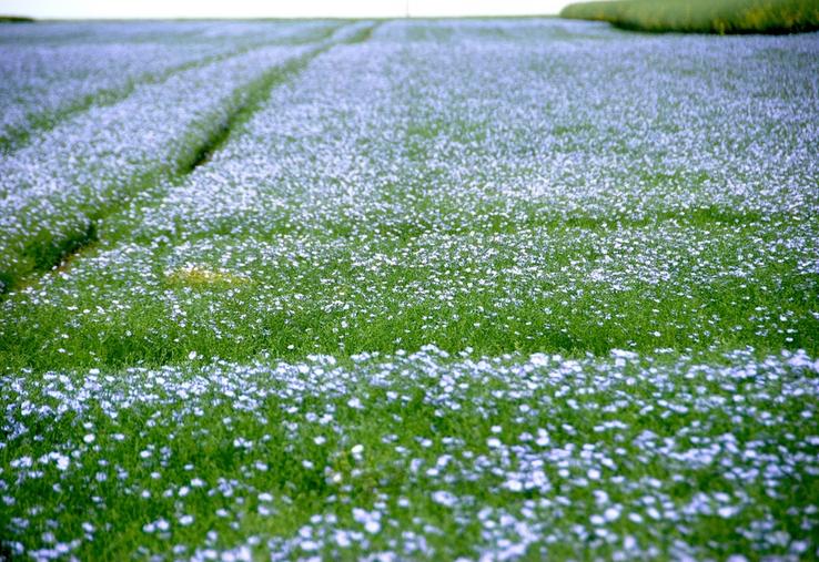 Le lin oléagineux sera décortiqué lors d'une matinée technique de la filière organisée mardi 5 mai à Dammarie.