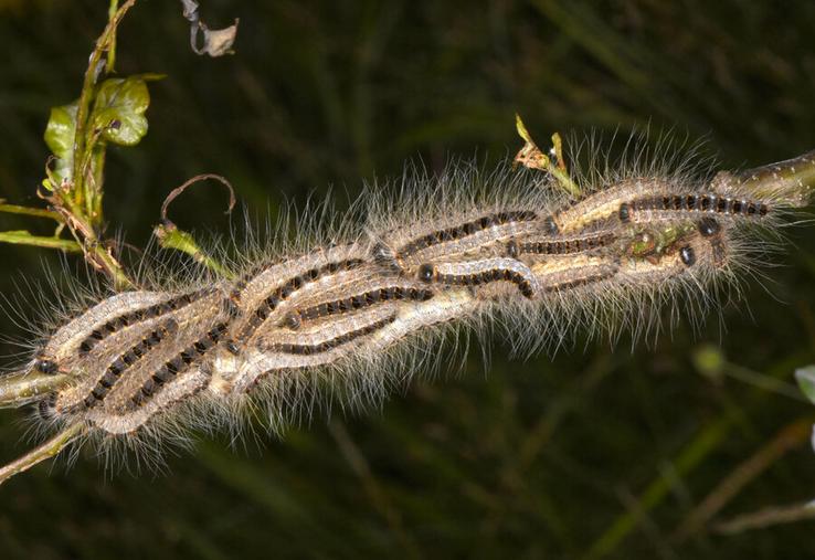 Les poils urticants de la chenille processionnaire du chêne peuvent provoquer des réactions cutanées, oculaires ou respiratoires. Le risque est particulièrement présent entre mai et juillet.
