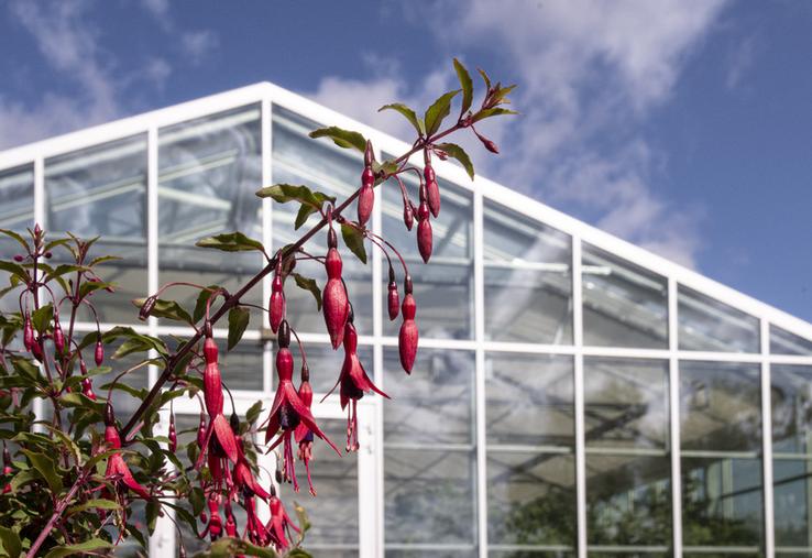 Arboretum de Versailles-Chèvreloup, nouvelle serre des fuchsias.