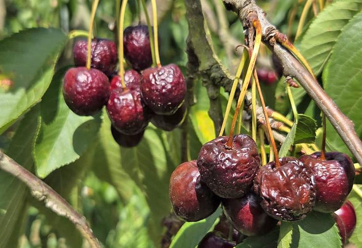 Touchées par les fortes chaleurs, ces cerises ont dépéri et sont désormais perdues pour le producteur.