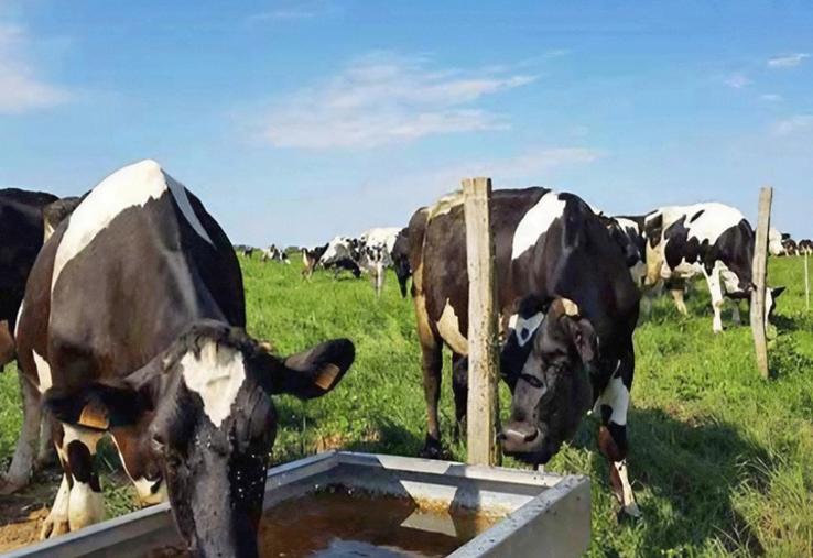 La consommation d’eau peut être multipliée par 1,5 à 2 en conditions estivales (> 25 °C).