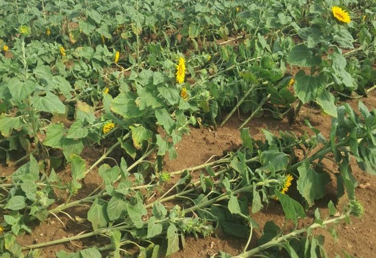 Les tournesols n'ont pas résisté à la puissance du vent. Près de Blois, des rafales jusqu'à 145 km/h ont été relevées.