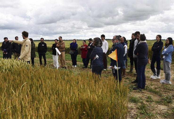 Mercredi 10 juin à Prunay-en-Yvelines (Yvelines). Semae Centre et Agri Obtentions ont organisé une journée pour faire découvrir les progrès génétiques.
