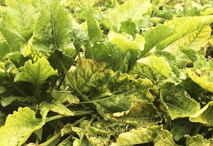 Lors de l’AG de la CGB Centre-Val de Loire, Séverine Jeanneau, de Corteva agriscience, a détaillé les différentes étapes nécessaires avant la mise sur le marché d’un produit phytosanitaire.