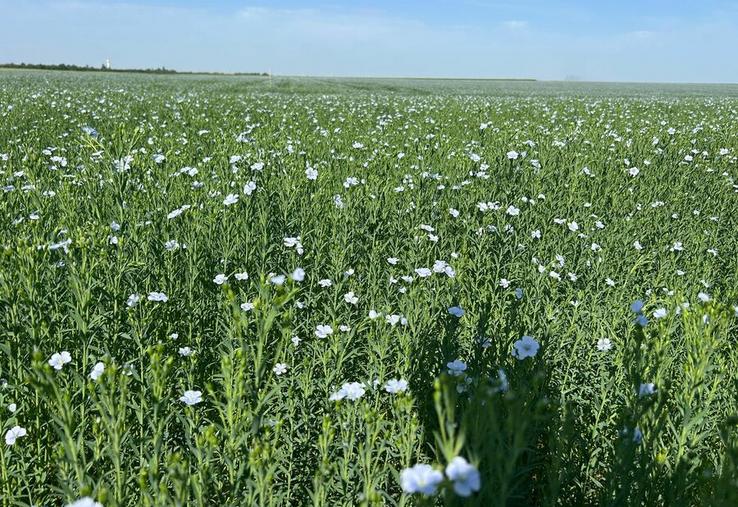 En floraison, le lin se reconnaît à ses petites fleurs bleues. Dans le nord du Loiret, cette culture reste encore peu répandue.