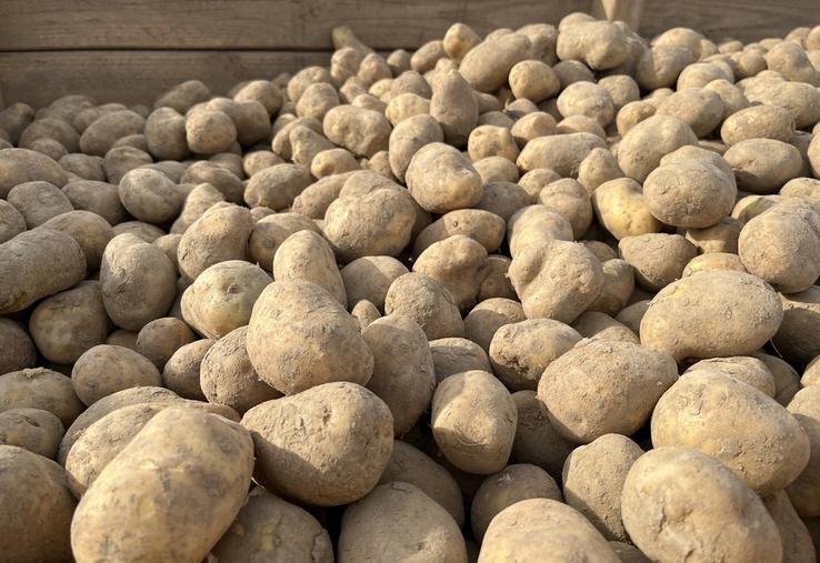 Dans le Loiret, les arrachages de pommes de terre sont bien avancés. Après un été marqué par les fortes chaleurs, les rendements sont en retrait et la qualité des tubercules plus hétérogène, avec une attention particulière portée au stockage.