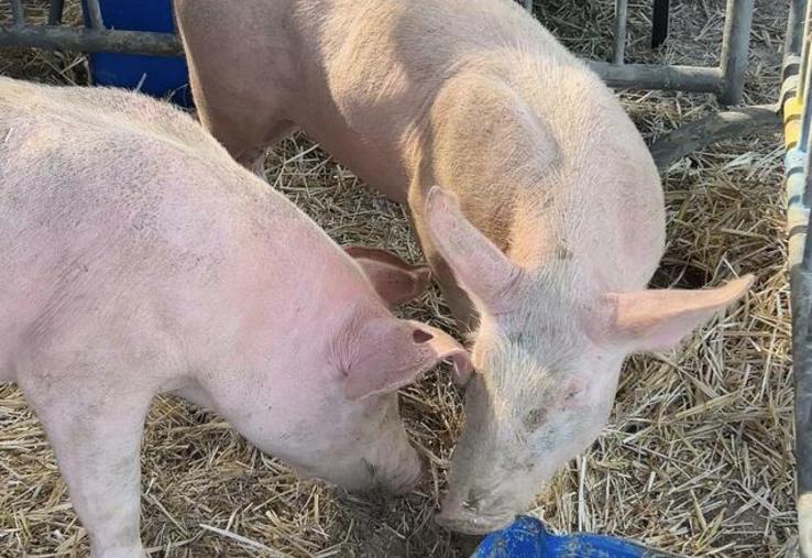Que serait une fête agricole sans ses animaux ? 