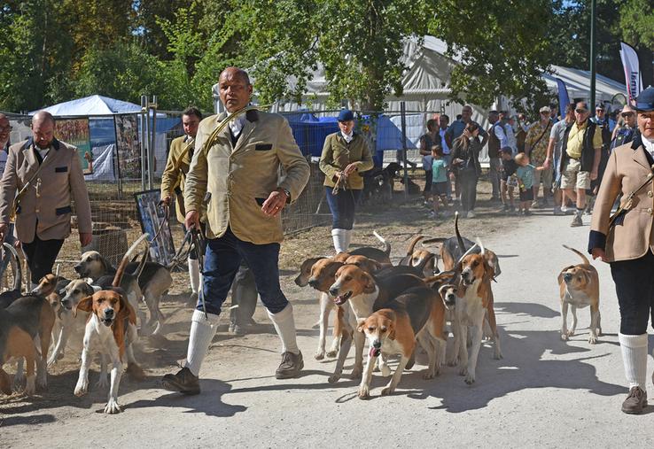 Les veneurs ont traversé les allées avec leurs chiens, offrant au public un aperçu de la vie d’un équipage.