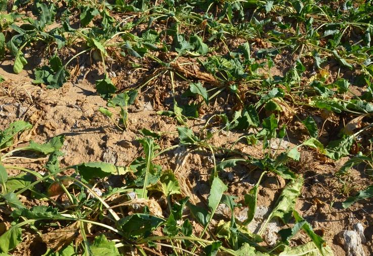Après un été marqué par la sécheresse et les canicules, les exploitations les plus fragilisées pourront bénéficier de premières aides dès octobre pour préparer les travaux d’automne.