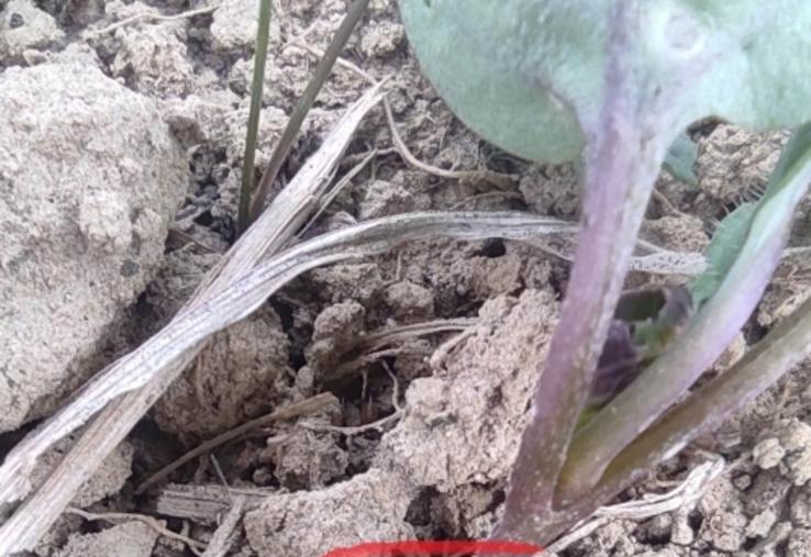 Punaises sur colza. Afin de suivre l’évolution du phénomène, si vous observez des attaques, il est important de les signaler dans l’enquête mise en ligne par Terres Inovia via urlz.fr/vhpZ