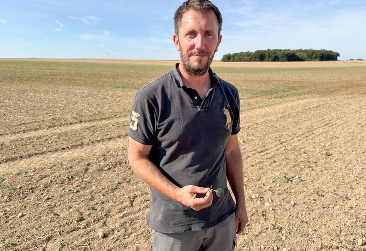 Jeudi 24 septembre, à Luplanté. Thibault Guillou n'a pu que constater les dégât occasionnés par les punaises dans sa parcelle de colza.