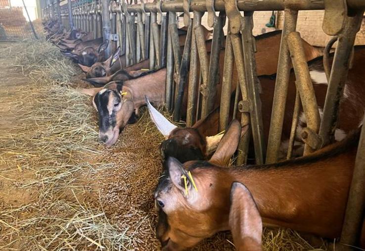 Limiter le rayonnement et favoriser la circulation de l’air sont les premiers leviers pour réduire le stress thermique dans les bergeries.