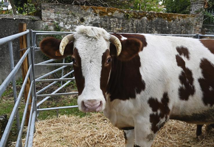 La race fine percheronne était bien représentée lors de la foire aux bestiaux de Mondoubleau dimanche 11 octobre. 