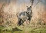 Gray wolf (Canis lupus)