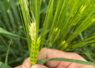 L'impact de la grêle sur un épi d'orge coupe l'alimentation en sève de la partie supérieure de la plante, qui ne donnera pas de grains.