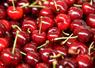 La cerise, un fruit devenu fragile face aux aléas climatiques et aux ravageurs émergents. 