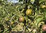 Lundi 16 juin, à Saclay (Essonne). Des pommes ont subi des impacts de grêle.