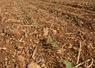 Limiter les surdensités en visant un peuplement entre 20 et 35 plantes/m2.