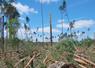 L’État continue d’accompagner les propriétaires forestiers dans le renouvellement de leurs forêts grâce au dispositif France nation verte.