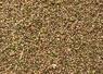 Bon stade de récolte du chènevis (moins de 10 % de grains verts).